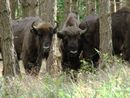 Bisons in Ginawa